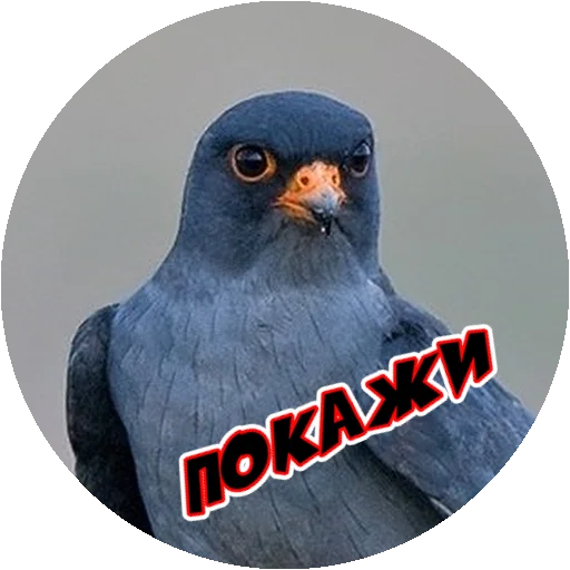 Sticker from the "Злые Птицы - part 1" sticker pack