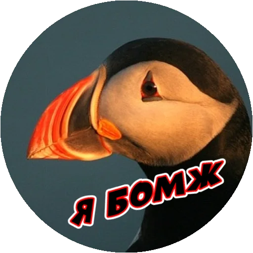 Sticker from the "Злые Птицы - part 1" sticker pack