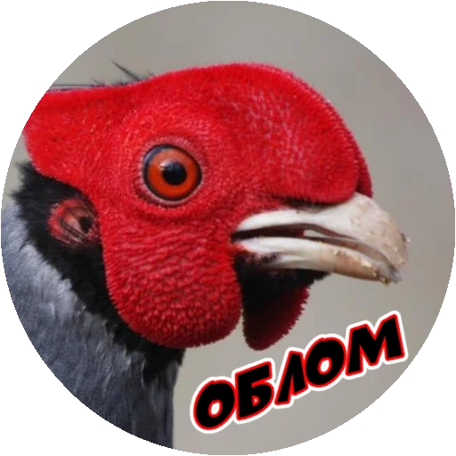 Sticker from the "Злые Птицы - part 1" sticker pack