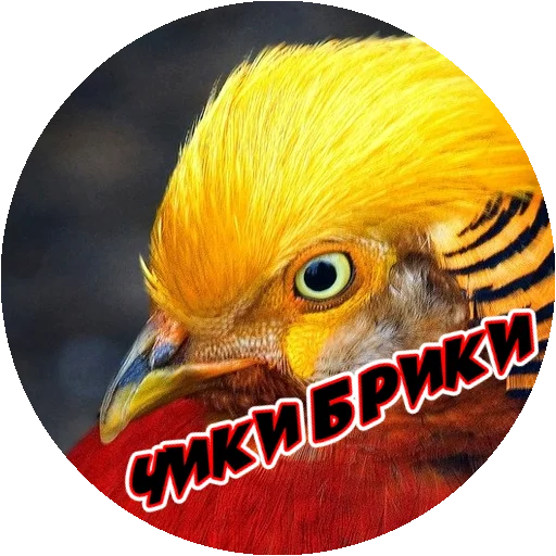 Sticker from the "Злые Птицы - part 1" sticker pack