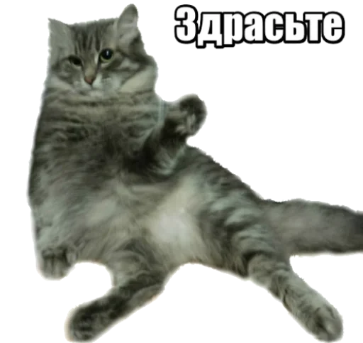 Sticker from the "40 кошек" sticker pack