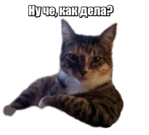 Sticker from the "40 кошек" sticker pack