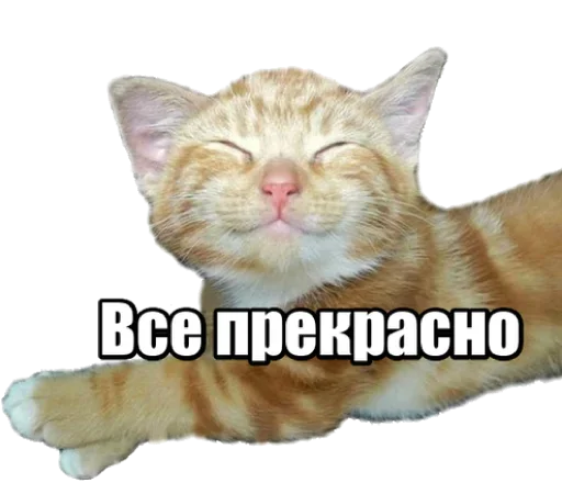 Sticker from the "40 кошек" sticker pack