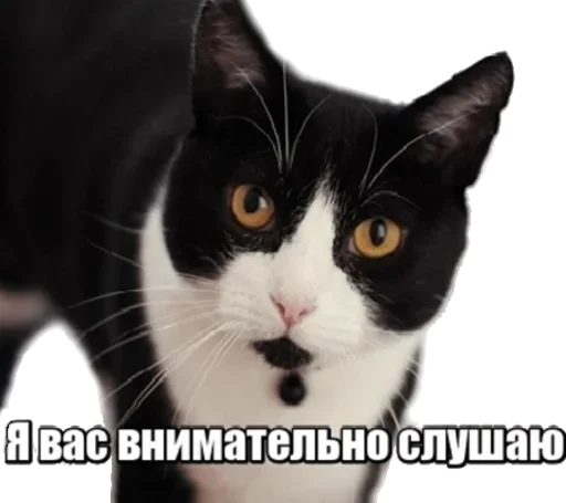 Sticker from the "40 кошек" sticker pack