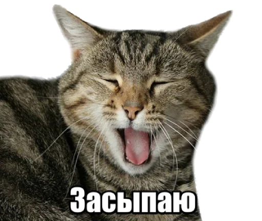 Sticker from the "40 кошек" sticker pack