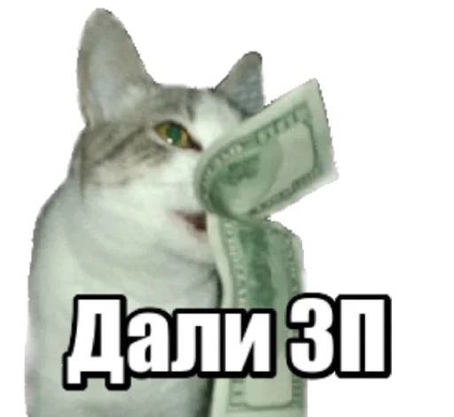 Sticker from the "40 кошек" sticker pack