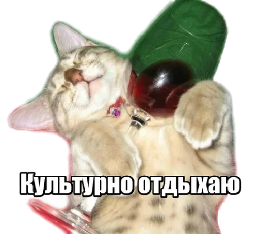 Sticker from the "40 кошек" sticker pack