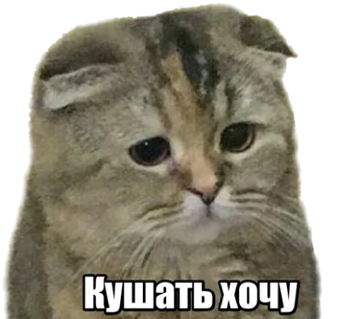 Sticker from the "40 кошек" sticker pack