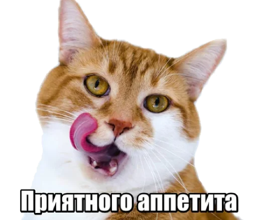 Sticker from the "40 кошек" sticker pack