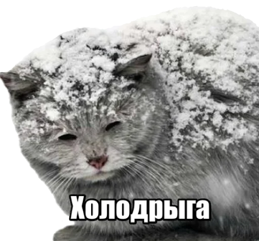 Sticker from the "40 кошек" sticker pack