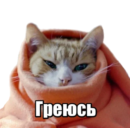 Sticker from the "40 кошек" sticker pack