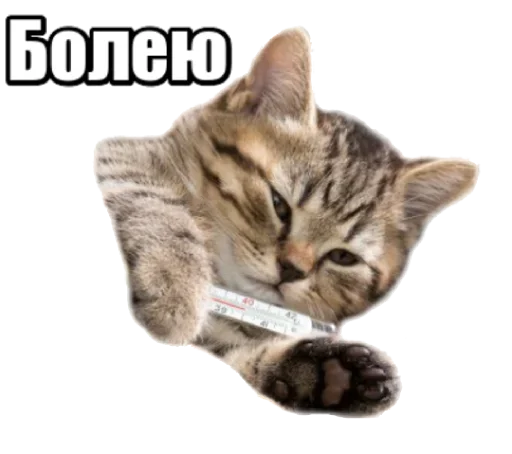 Sticker from the "40 кошек" sticker pack