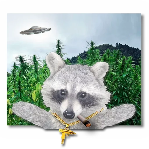 Sticker from the "famous racoon" sticker pack