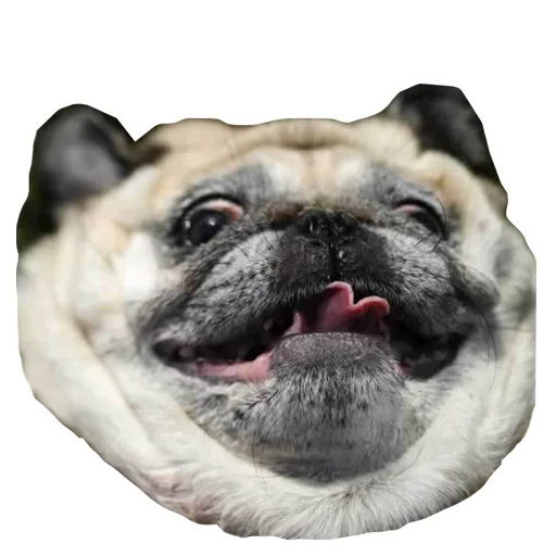 Sticker from the "Dogs" sticker pack