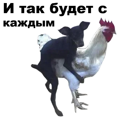 Sticker from the "Dogs" sticker pack