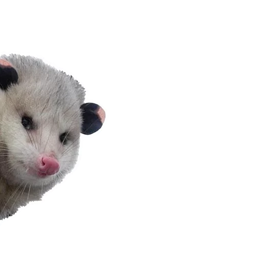 Sticker from the "Opossum Coming" sticker pack