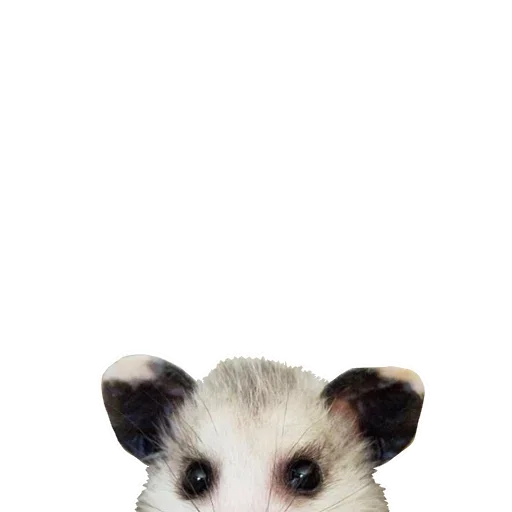 Sticker from the "Opossum Coming" sticker pack