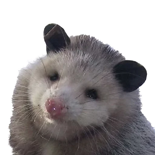 Sticker from the "Opossum Coming" sticker pack