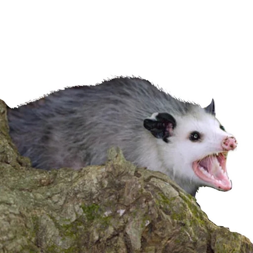 Sticker from the "Opossum Coming" sticker pack