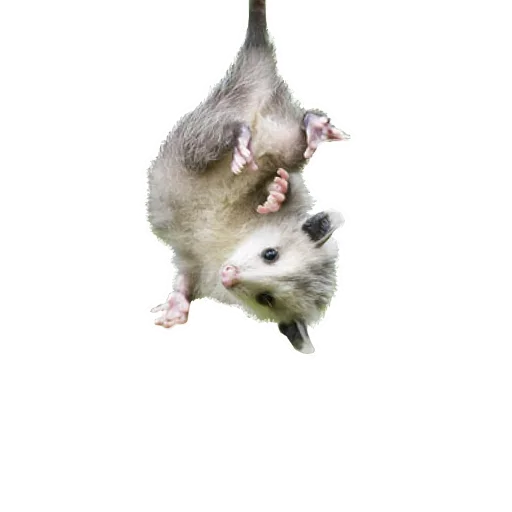 Sticker from the "Opossum Coming" sticker pack