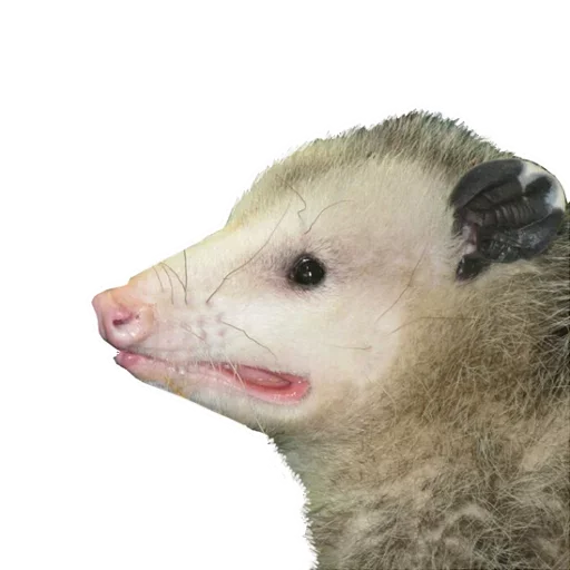 Sticker from the "Opossum Coming" sticker pack