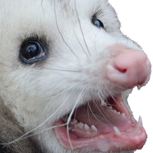 Sticker from the "Opossum Coming" sticker pack