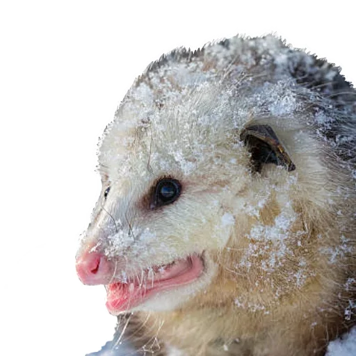 Sticker from the "Opossum Coming" sticker pack