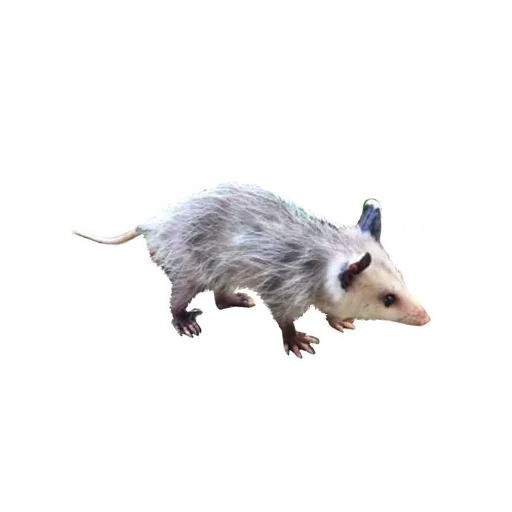 Sticker from the "Opossum Coming" sticker pack