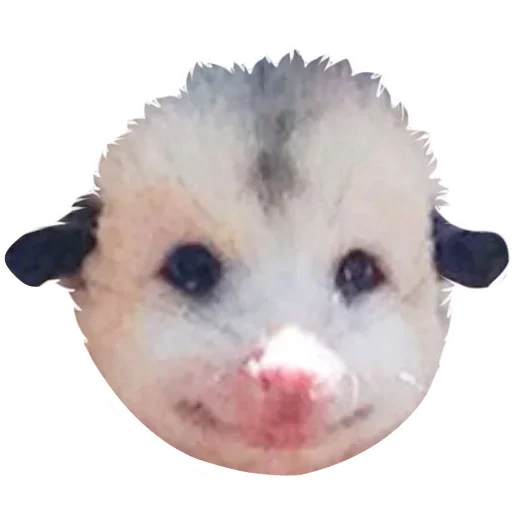 Sticker from the "Opossum Coming" sticker pack