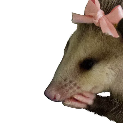 Sticker from the "Opossum Coming" sticker pack