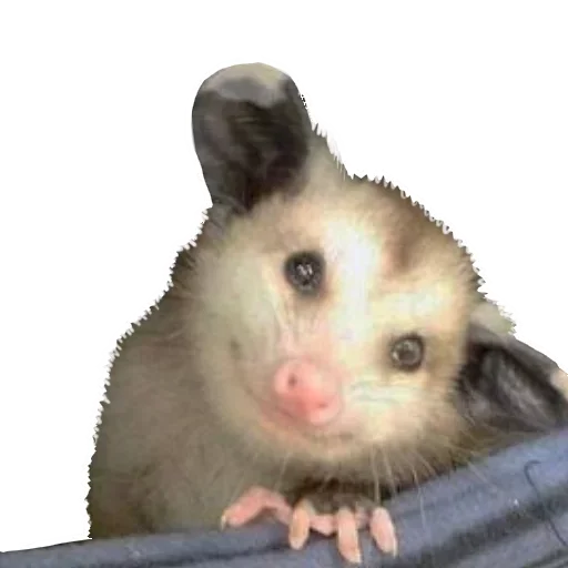 Sticker from the "Opossum Coming" sticker pack