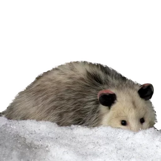 Sticker from the "Opossum Coming" sticker pack