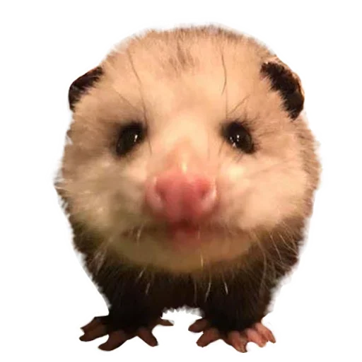 Sticker from the "Opossum Coming" sticker pack