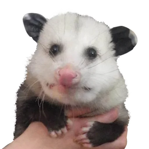 Sticker from the "Opossum Coming" sticker pack