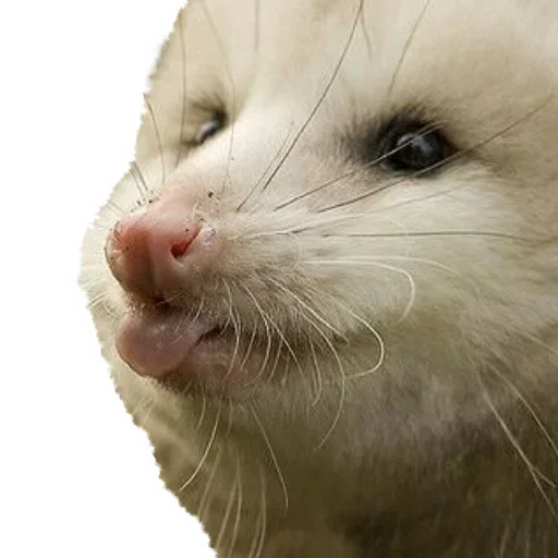 Sticker from the "Opossum Coming" sticker pack