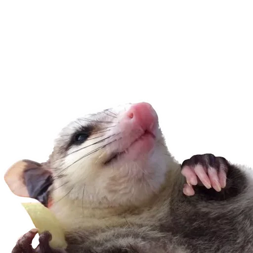 Sticker from the "Opossum Coming" sticker pack