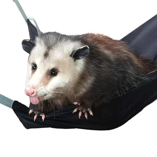 Sticker from the "Opossum Coming" sticker pack