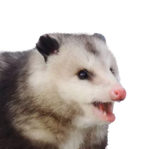 Sticker from the "Opossum Coming" sticker pack