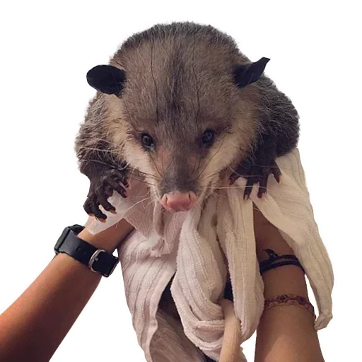 Sticker from the "Opossum Coming" sticker pack