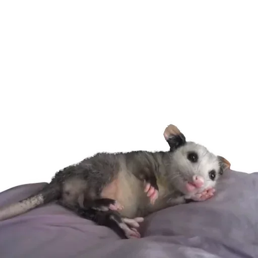 Sticker from the "Opossum Coming" sticker pack