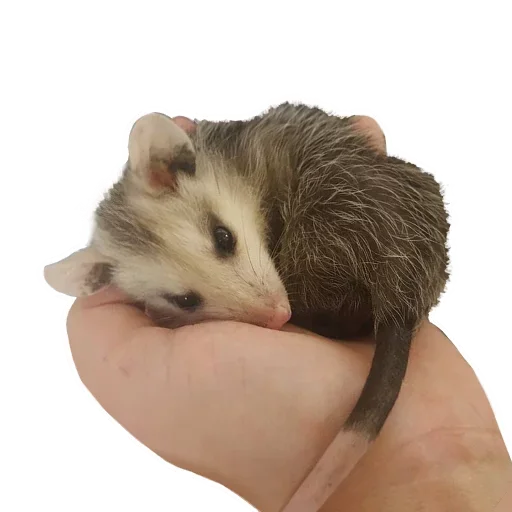 Sticker from the "Opossum Coming" sticker pack