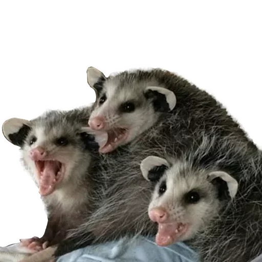 Sticker from the "Opossum Coming" sticker pack