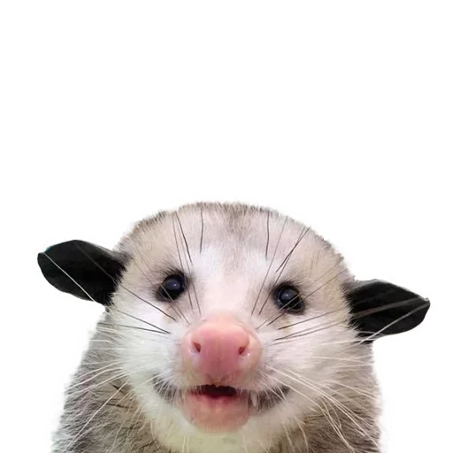 Sticker from the "Opossum Coming" sticker pack