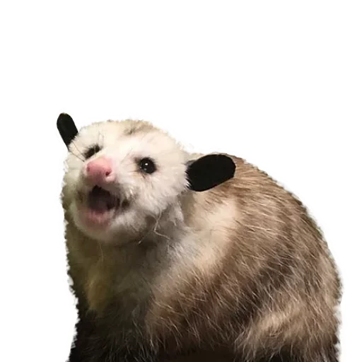 Sticker from the "Opossum Coming" sticker pack