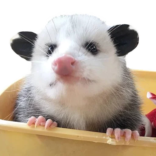 Sticker from the "Opossum Coming" sticker pack