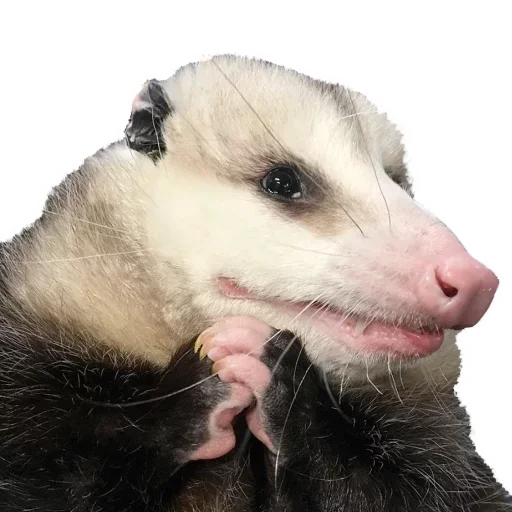 Sticker from the "Opossum Coming" sticker pack