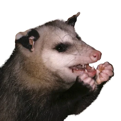 Sticker from the "Opossum Coming" sticker pack