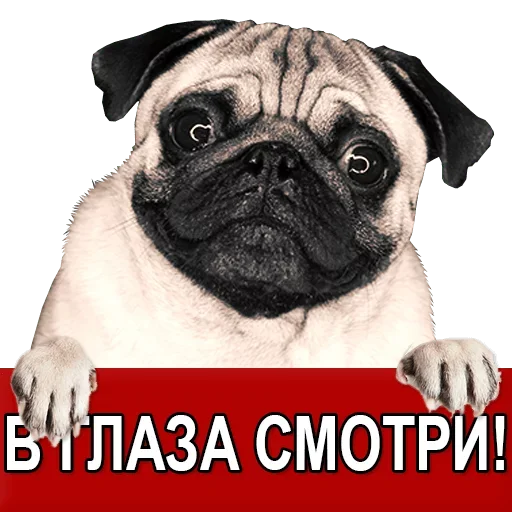 Sticker from the "Добиваем Фазу" sticker pack