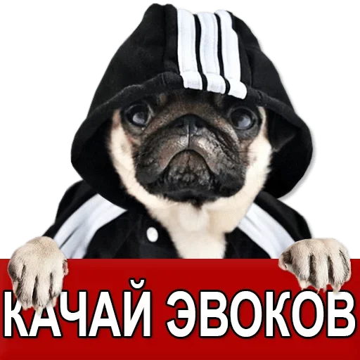 Sticker Добиваем Фазу