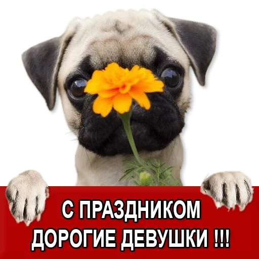 Sticker from the "Добиваем Фазу" sticker pack